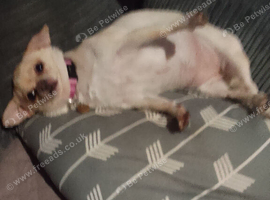 Chihuahua girl for sale