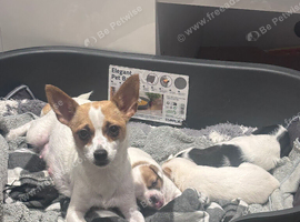 Beautiful Jack Chi Puppies &ndash; Loving Homes Wanted