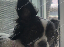 Female pomeranian cross French bulldog