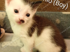 &pound;50 ready to go now kittens