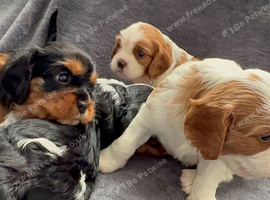 Beautiful RKCR Cavalier King Charles Spaniel Puppies