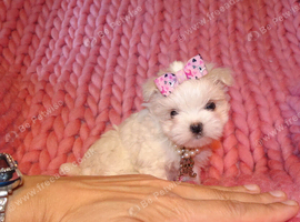 ***Exquisite Micro Tiny Teacup KC Registered Maltese Puppies***