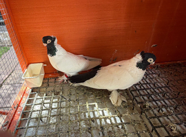 Polish Fancy Pigeons for Sale