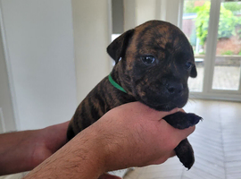 Staffie cross mastiff ONLY 3 left