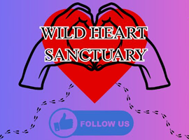 Wild heart sanctuary is hear to help if you need to Gpids rehomed