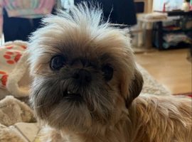 Beautiful Shihtzu boy looking for a home