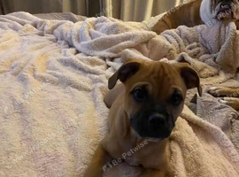 5 month old girl for sale