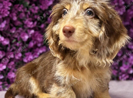 Beautiful Miniature Dachshund Puppies Ready Now