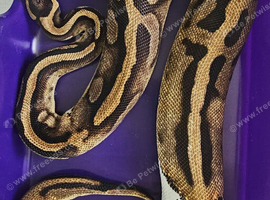 Gorgeous Pied Female