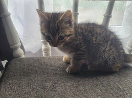 1 tiger stripes male 9 was old kitten