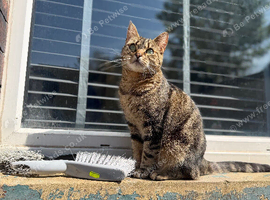 Beautiful female cat needs a new forever home
