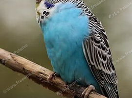 Young tame budgie wanted