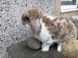 Lop male 6 months