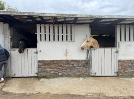 Looking for sharers for some lovely horses