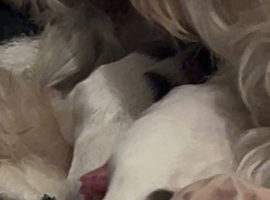 Mini Maltese mix with shitzu puppies