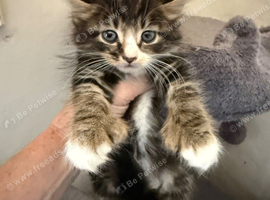 Maine coone/ British shorthair kittens