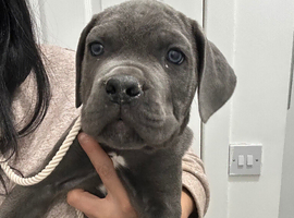 Cane corso puppies