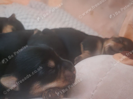 Pure bread Yorkie pups