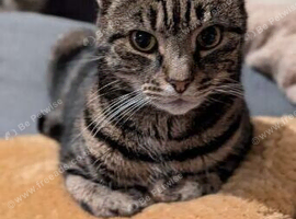 Call for help ! Missing cat !
