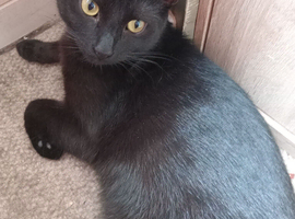 2 male cats