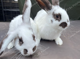 Mini lop cross English spot baby bunnies