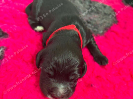GORGEOUS FB1 COCKAPOO PUPPIES &ndash; AVAILABLE FROM 21ST OCTOBER 5 boys available