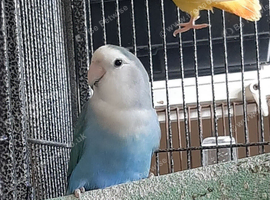 Pair of lovebirds