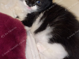 Kittens