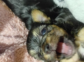 Gorgeous Yorkies litter of four 3boys 1girl available