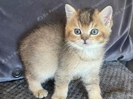 TICA reg black golden kittens