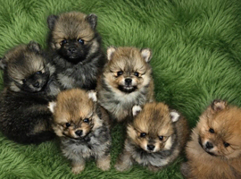 Pomeranian puppies