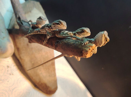 Baby Breaded Dragons