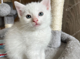 Beautiful Kittens for new homes