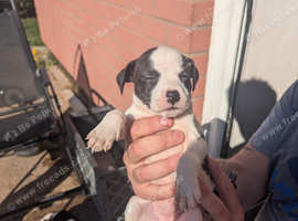 american bulldog n staffy