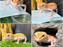 SUPER HYPO GECKO