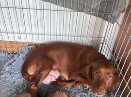 Cockapoo puppies