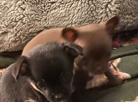 Tiny chihuahua boys