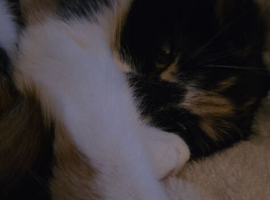 Calico cat