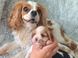 Beautiful cavalier puppies