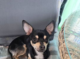 Chihuahua Male for Sale &ndash; 2 Years Old