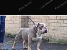 Male 2 years old