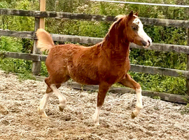 Show quality Filly Foal