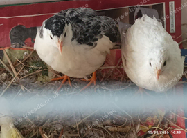 Available 2 x 6 weeks old Beautiful boys Tiny Button Quails - Pure White and Tuxedo Leopard Print Pied