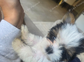 Biewer terrier