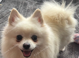 2 year old Pomeranian