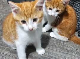 Kittens for sale