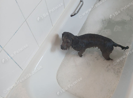 Cavapoo female puppy.