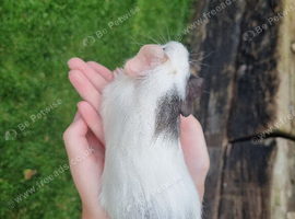 Two Baby Boy Guinea Pigs