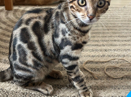 Bengals