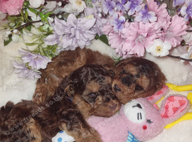 Beautiful cockerpoos